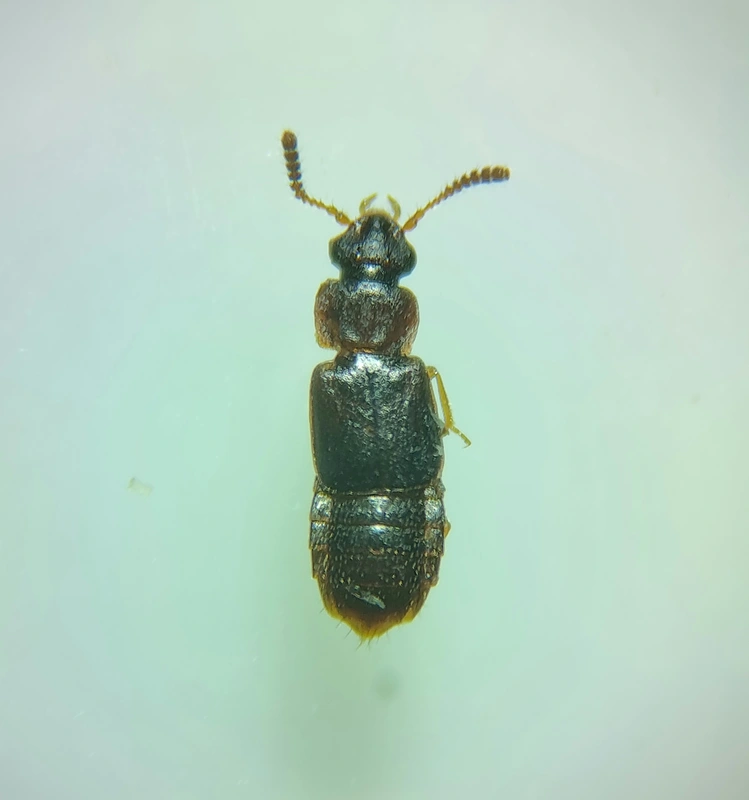 Phloeonomus punctipennis