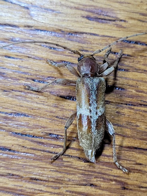 Trichoferus pallidus - sápadt éjicincér