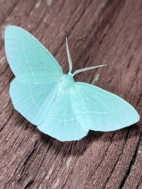 Hemistola chrysoprasaria - kékes zöldaraszoló