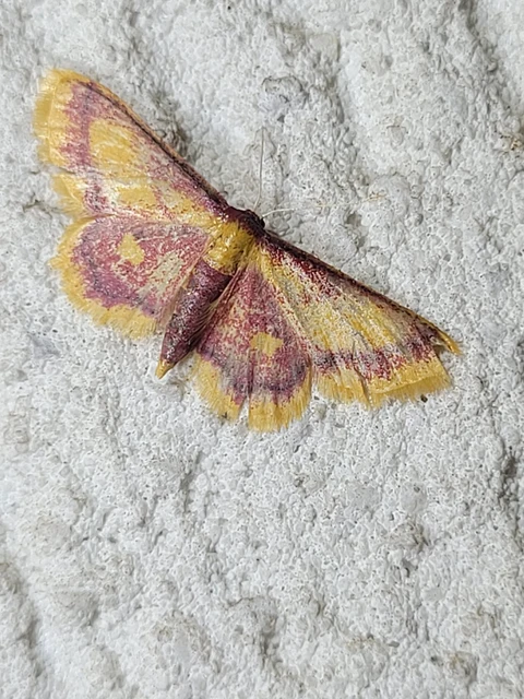 Idaea muricata - mocsári pirosaraszoló