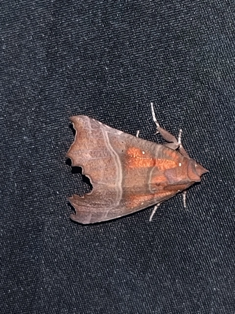 Scoliopteryx libatrix - vörös csipkésbagoly