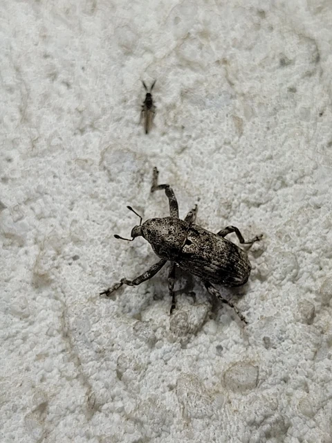 Gasterocercus depressirostris - laposorrú ormányos