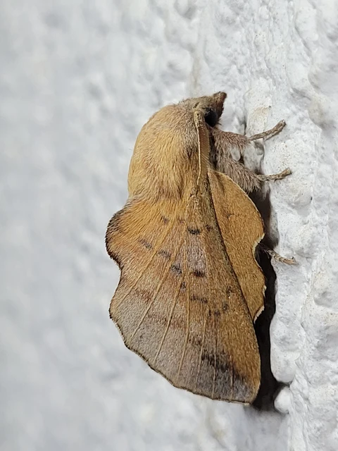 Phyllodesma tremulifolia - nyárlevélpohók