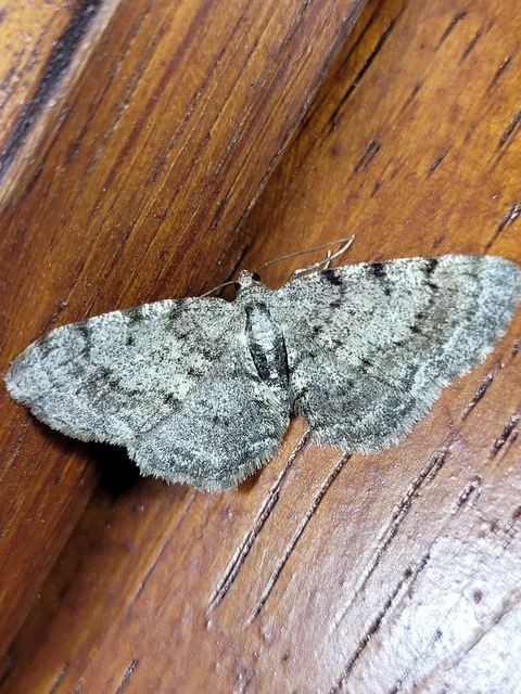Aethalura punctulata - szürke égeraraszoló