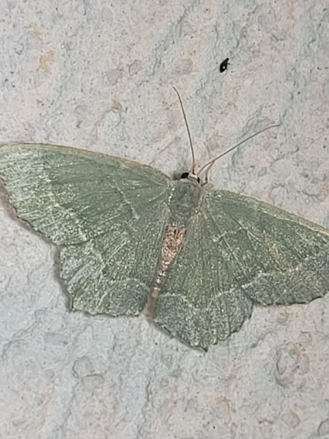 Hemithea aestivaria - nyír-zöldaraszoló