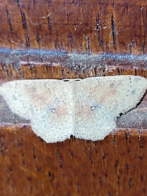 Cyclophora porata - körös pettyesaraszoló