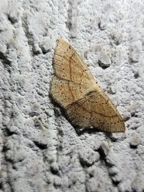 Cyclophora quercimontaria - tölgy-pettyesaraszoló