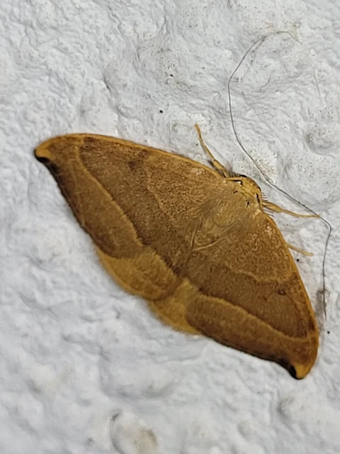 Watsonalla cultraria - bükkfa-sarlósszövő
