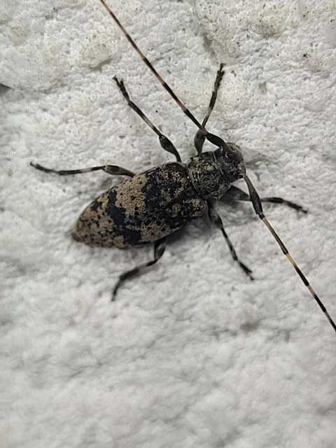 Leiopus nebulosus - öves gesztcincér