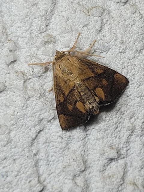 Apoda limacodes - kagylólepke