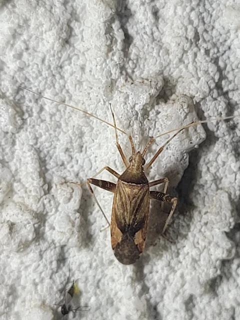 Phytocoris