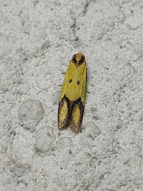 Agapeta zoegana - barnacsíkos sárgamoly