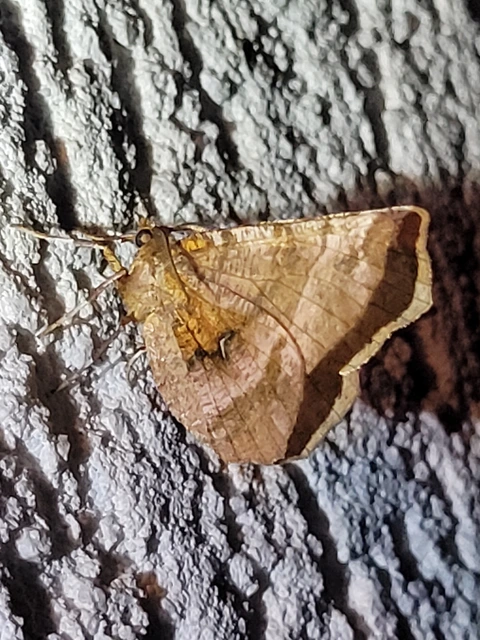 Selenia dentaria - kétfoltos holdasaraszoló