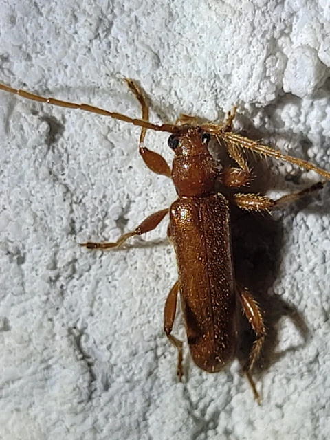 Axinopalpis gracilis - kecses selymescincér