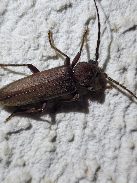Arhopalus rusticus - gödrösnyakú cincér