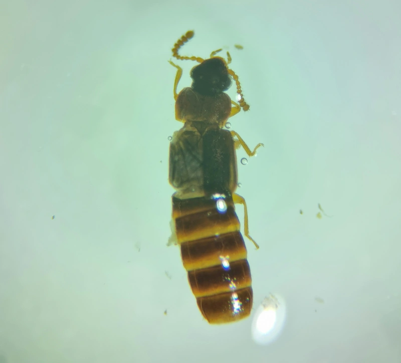 Phloeonomus punctipennis