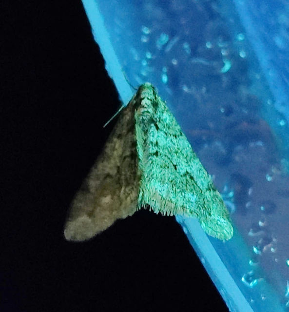 Agriopis leucophaearia - tölgy-tavasziaraszoló