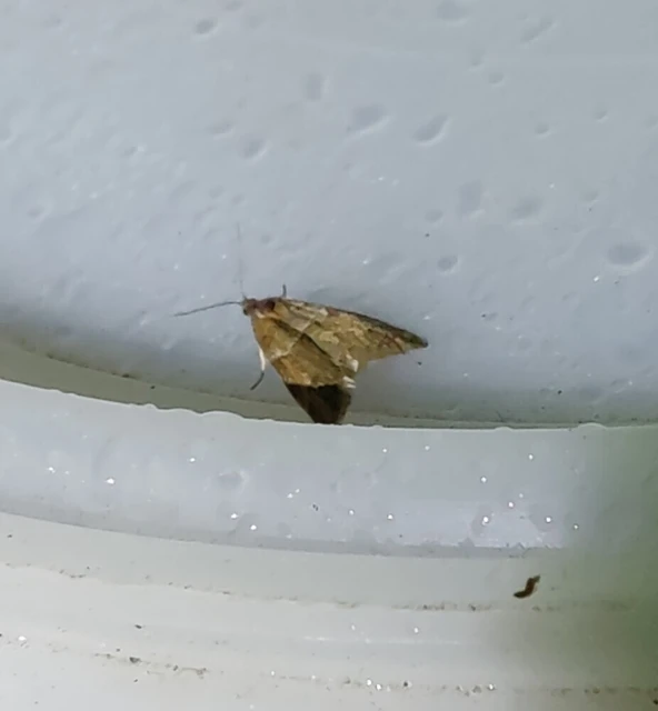 Tortricodes alternella - tavaszi sodrómoly