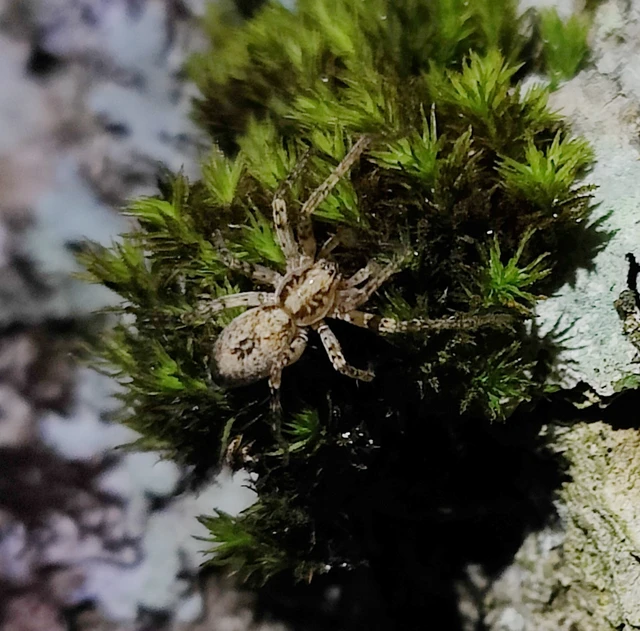 Anyphaena accentuata - jegyespók