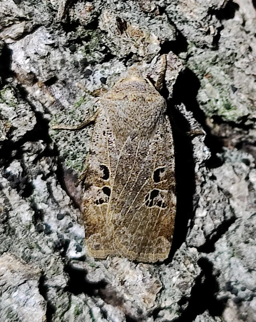 Conistra rubiginosa - szürke télibagoly