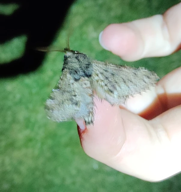 Apocheima hispidaria - borzas tavasziaraszoló