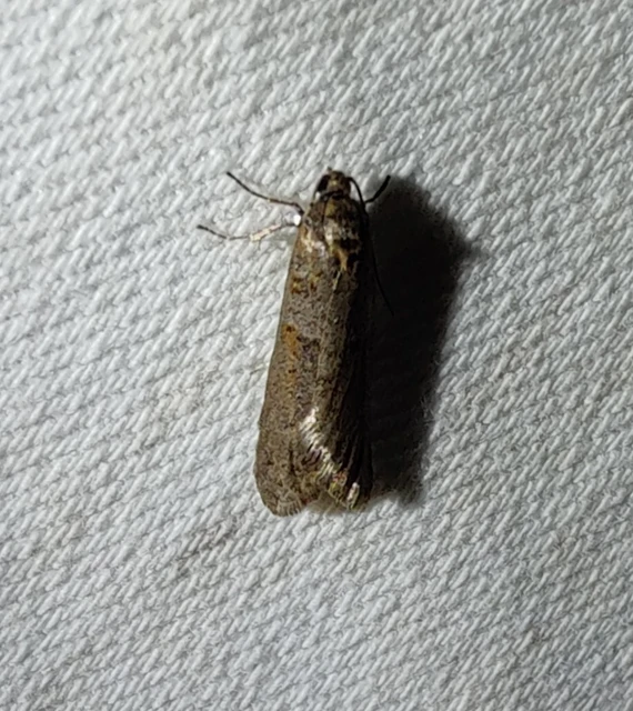 Tortricodes alternella - tavaszi sodrómoly
