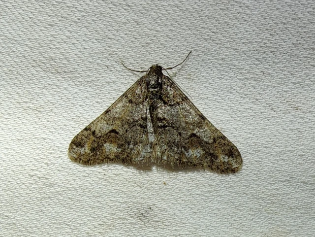 Agriopis leucophaearia - tölgy-tavasziaraszoló