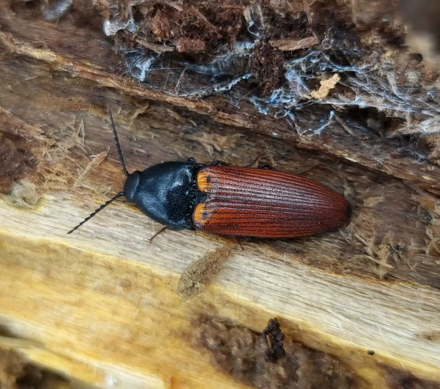 Ampedus