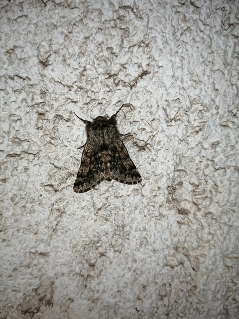 Apocheima hispidaria - borzas tavasziaraszoló