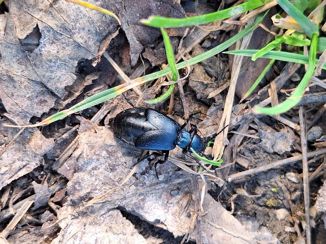 Meloe decorus - csinos nünüke