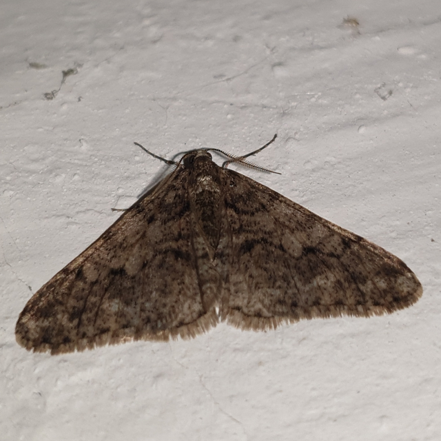 Agriopis leucophaearia - tölgy-tavasziaraszoló