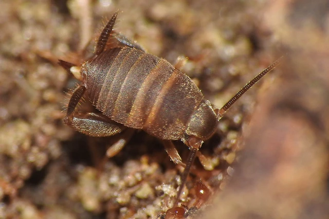 Myrmecophilus