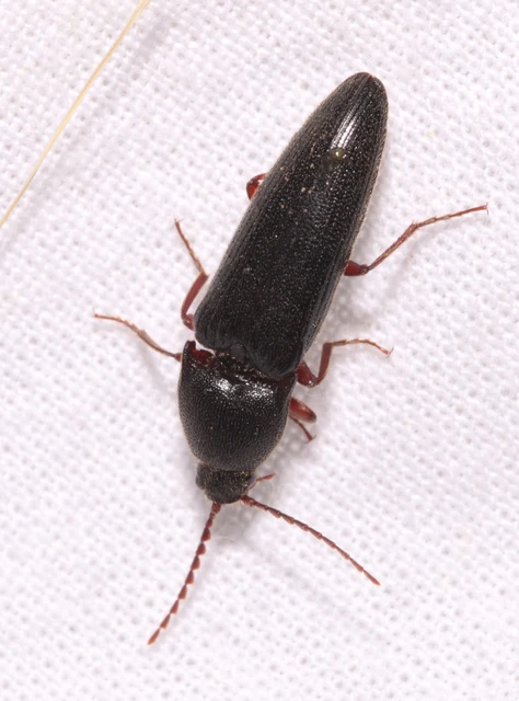 Melanotus