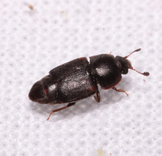 Urophorus humeralis - vállfoltos gyümölcsfénybogár Urophorus humeralis - vállfoltos gyümölcsfénybogár