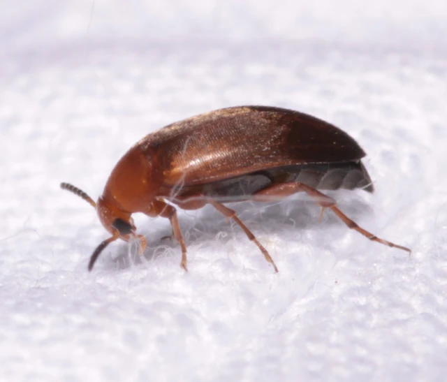 Anaspis