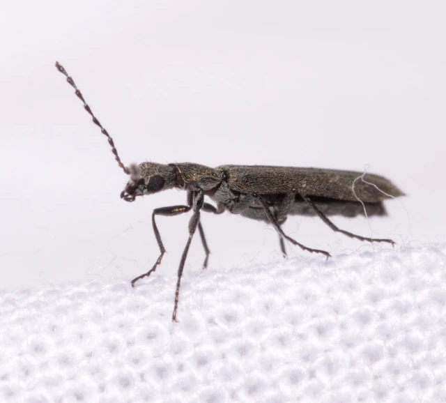 Dolichosoma lineare - ösztövér karimásbogár