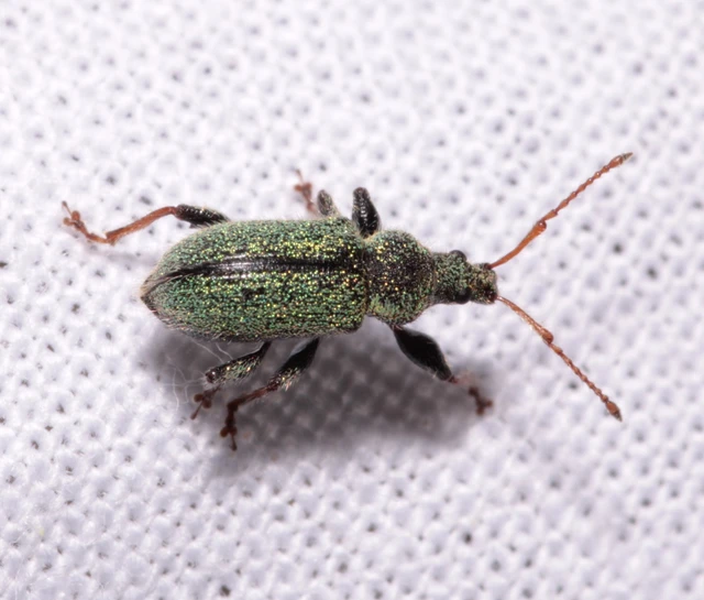 Phyllobius betulinus - változékony levélormányos