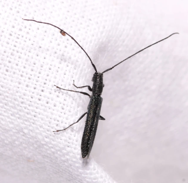 Theophilea subcylindricollis - hengeres szalmacincér Theophilea subcylindricollis - hengeres szalmacincér