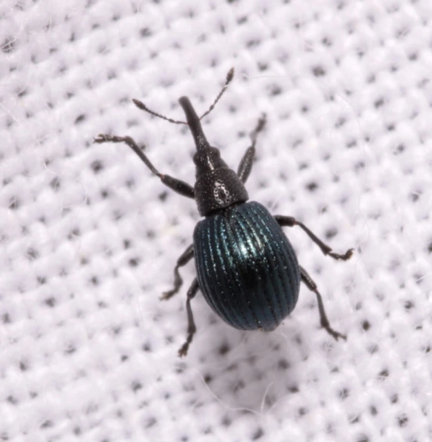 Holotrichapion pisi - lucernarügy-cickányormányos