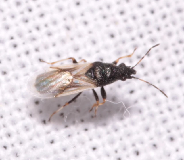 Metopoplax origani - szélesfejű bodobács