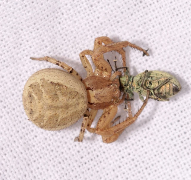 Xysticus