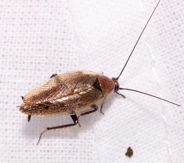 Ectobius erythronotus - sárgatorú erdeicsótány