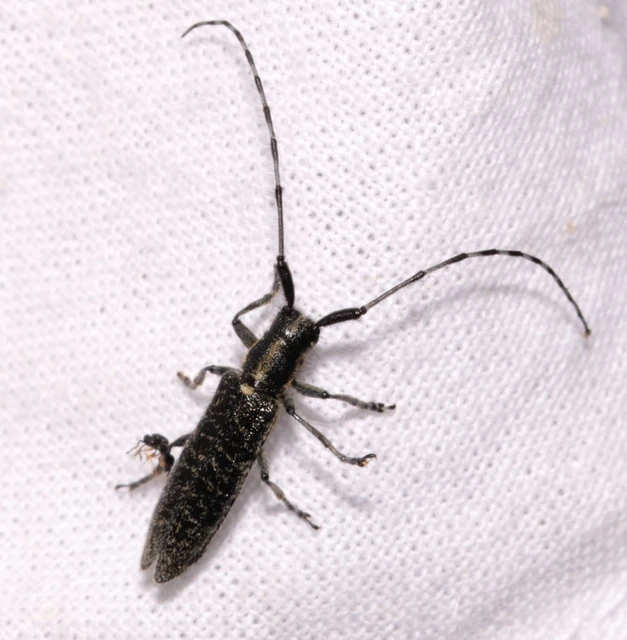 Agapanthia villosoviridescens - fehérgyűrűs bogáncscincér