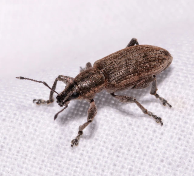 Tanymecus palliatus - közönséges hegyesfarúbarkó
