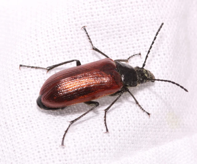 Omophlus proteus - közönséges pejbogár Omophlus proteus - közönséges pejbogár