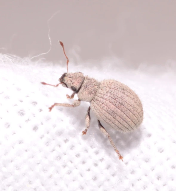Foucartia squamulata - közönséges törpebarkó
