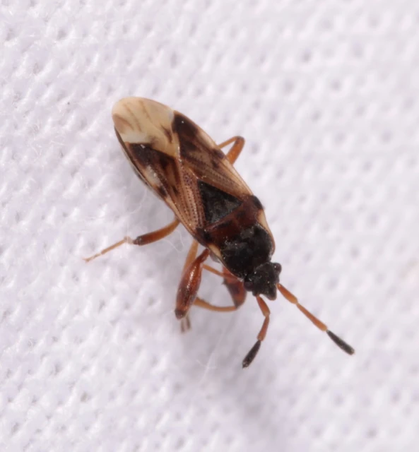 Scolopostethus Scolopostethus