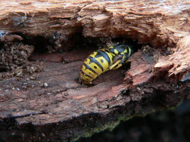 Vespula