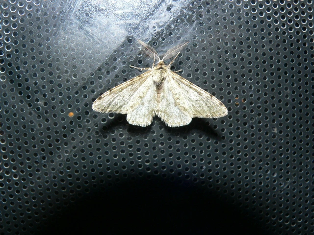 Apocheima pilosaria - zöldes tavasziaraszoló