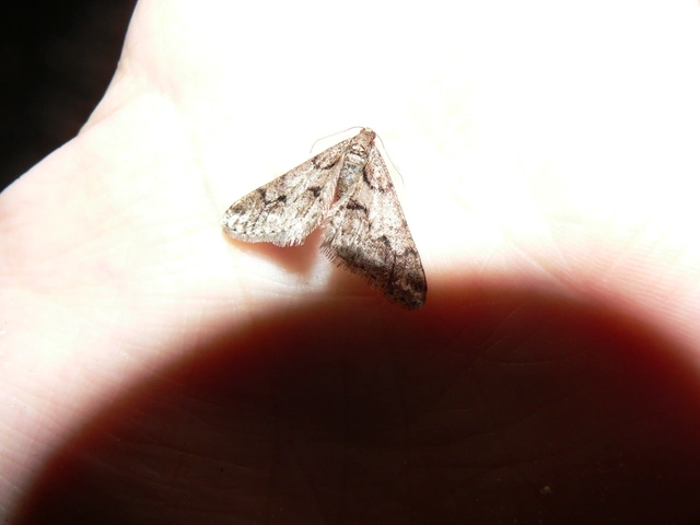 Agriopis leucophaearia - tölgy-tavasziaraszoló